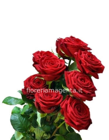 Rose rosse da comporre in mazzo per numero di steli.accompagnate da verdi e decori.