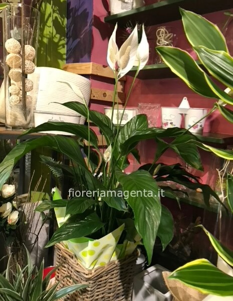 Pianta di Spathifillum  fiorita.elegante e raffinata