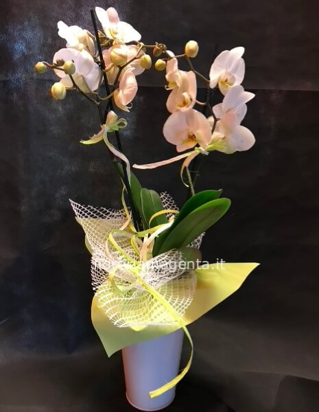 Pianta di Phaleonopsis, diversi colori a richiesta.phaleno arrivi giornalieri.stupiscili