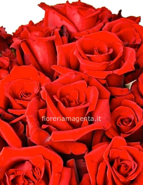50 rose rosse