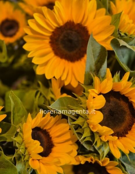 Bouquet girasoli.splendidi girasoli di prima qualità 