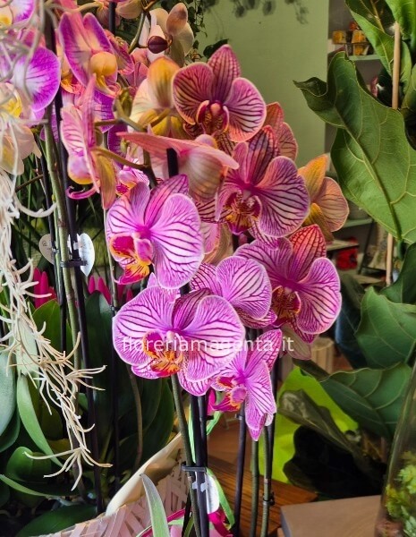 Pianta phalenopsis orchidea colorata per le tue ricorrenze speciali