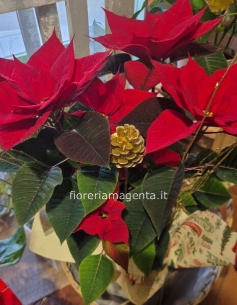 Stella di natale confezionata con rami e cesto